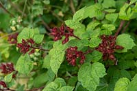Rubus phoenicolasius - Japanese Wineberry Buds with sticky hairs