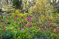 Spring border with Stachyurus praecox and tulips.
