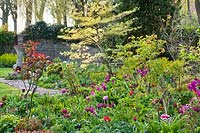 Spring border with Cornus controversa 'Variegata', Helleborus orientalis, Muscari, perennials and tulips.