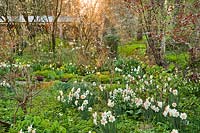 Mixed natural planting with Narcissus 'Roulette', Primulas, Tulips and perennials.