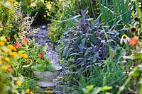 Colander with fresh herbs. Purple sage - Salvia officinalis 'Purpurascens'.