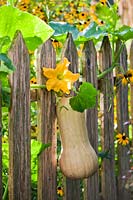 Cucurbita moschata - butternut pumpkin climbing against wooden fence.