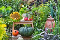 Colander of freshly picked herbs and vegetables on wooden steps - pumpkins, apples, peppers, sunflower.