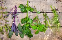 Bunches of herbs drying - purple sage, savory, fennel, celery and lemon balm.