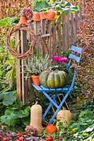 Autumn floral display on chair with Cyclamen persicum, Calluna vulgaris and pumpkins.