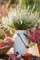 Autumn floral arrangement with  Calluna vulgaris in a milk can and harvest.