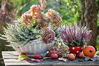 Autumn floral arrangement with  Calluna vulgaris, dried Hydrangea flowers, apples and pumpkins.