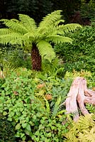 Shade planting combining a tree fern, Dicksonia antarctica, Houttuynia cordata, ferns and crocosmias at the Old Vicarage, Weare, Somerset, UK.