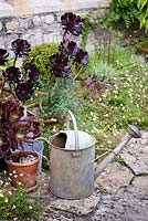 Galvanised watering can beside pots of succulents at the Old Vicarage, Weare, Somerset, UK