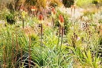 Kniphofia uvaria in the gravel garden at RHS Wisley 