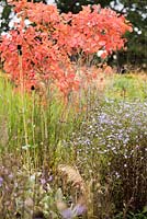 Symphyotrichum 'Little Carlow' in the gravel garden at RHS Wisley with bright leaves of Cotinus obovatus behind
