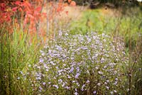 Symphyotrichum 'Little Carlow' in the gravel garden at RHS Wisley