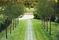 Avenue of Prunus serrula with central path of paving slabs set into grass.