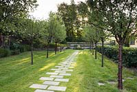 Avenue of Prunus serrula with central path of paving slabs set into grass 