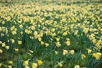 Naturalised daffodils at Doddington Hall, Lincolnshire in March
