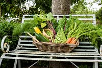 A basket of freshly picked produce including carrots, chard, courgettes, bean and cabbage in the walled kitchen garden at Deans Court, Wimborne, UK. 