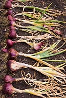 Red onions 'Red Baron' laid out to dry.