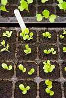 Lettuce seedlings in plastic modules. 