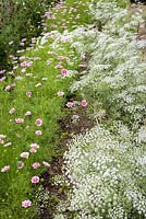 Flowers for cutting including Ammi majus, Cosmos bipinnatus 'Daydream' and sweet peas in the walled garden at Deans Court, Wimborne, UK.