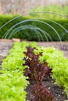 Lactuca sativa - Lettuce 'Green Salad Bowl' and 'Red Salad Bowl' in the walled garden. 