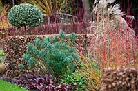 Winter combination with Euphorbia characias ssp wulfenii, Cornus sanguinea 'Midwinter Fire' and Miscanthus sinensis Malepartus in The Winter Garden at Littlethorpe Manor, Yorkshire in February. 