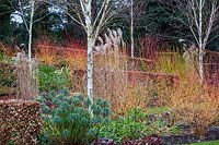 Winter border with Euphorbia characias ssp wulfenii, Cornus sanguinea 'Midwinter Fire' and Miscanthus sinensis 'Malepartu's in The Winter Garden at Littlethorpe Manor, Yorkshire, UK. Designed by Eddie Harland.