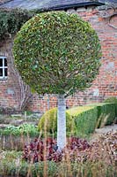 Standard Prunus lusitanica in The Sunken Garden at Littlethorpe Manor, Yorkshire, UK. Designed by Eddie Harland.