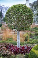Standard Prunus lusitanica in The Sunken Garden at Littlethorpe Manor, Yorkshire, UK. Designed by Eddie Harland.
