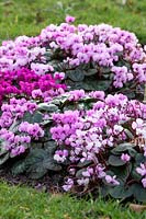 Cyclamen coum and Cyclamen coum 'Deepest Pink' 