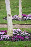 Cyclamen coum and Cyclamen coum 'Deepest Pink' planted at base of West Himalayan Birch in The Winter Garden at Littlethorpe Manor, Yorkshire, UK. Designed by Eddie Harland.