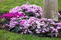 Cyclamen coum and Cyclamen coum 'Deepest Pink' underplanted around Betula - Birch