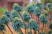 Euphorbia characias ssp wulfenii and Cornus sanguinea 'Midwinter Fire'
