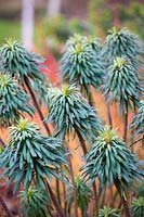 Euphorbia characias ssp wulfenii and Cornus sanguinea 'Midwinter Fire'

