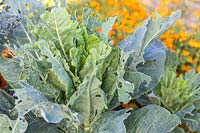 Brassica oleracea botrytis - Cauliflower 'All the Year Round' - developing a cauliflower.