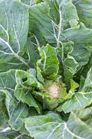 Brassica oleracea botrytis - Cauliflower 'All the Year Round' - developing head. 