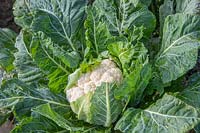 Brassica oleracea botrytis - Cauliflower 'All the Year Round' - ready for harvesting.
