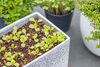 Lettuce seedlings in containers on windowsill inside