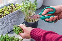Woman cutting Mustard seedlings to use in salad using scissors