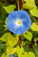 Ipomoea 'Heavenly Blue' - Morning Glory