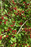 Crataegus monogyna - Hawthorn red berries in autumn