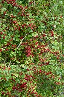 Crataegus monogyna - Hawthorn red berries in autumn