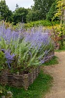 Perovskia atriplicifolia 'Blue Spire' in raised bed made of willow rods