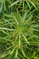 Cyperus alternifolius - Umbrella Papyrus