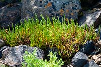 Salicornia europaea - Common Glasswort