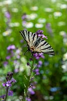 Papilio machaon -  Swallowtail butterfly on Cheiranthus linifolium 'Bowles Purple' flowers