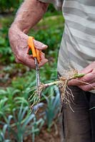 Cutting down roots of young leek plant before transplanting.