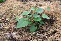Ipomoea batatas - Sweet Potato growing with straw mulch.