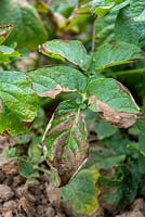 Alternaria solani - Blight affecting Potato leaves.