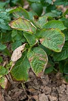 Alternaria solani - Blight affecting Potato leaves