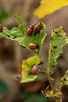Leptinotarsa decemlineata - Larvae of Colorado Beetles eating Potato leaves